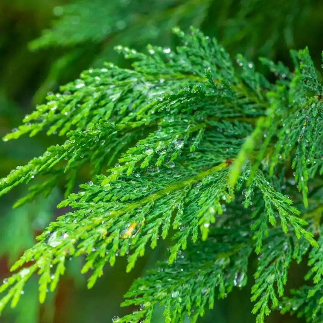 Cypress Oil