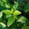 Spearmint Oil - Image 15