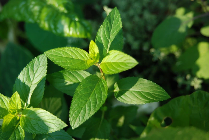 Spearmint Oil - Image 15
