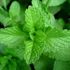 Spearmint Oil - Image 8