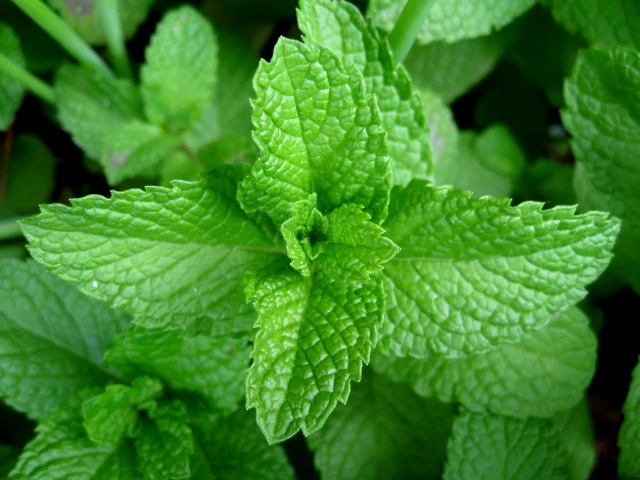 Spearmint Oil - Image 8