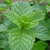 Spearmint Oil - Image 10