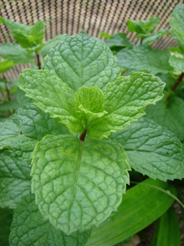 Spearmint Oil - Image 10