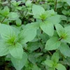 Spearmint Oil - Image 9