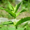 Spearmint Oil - Image 7