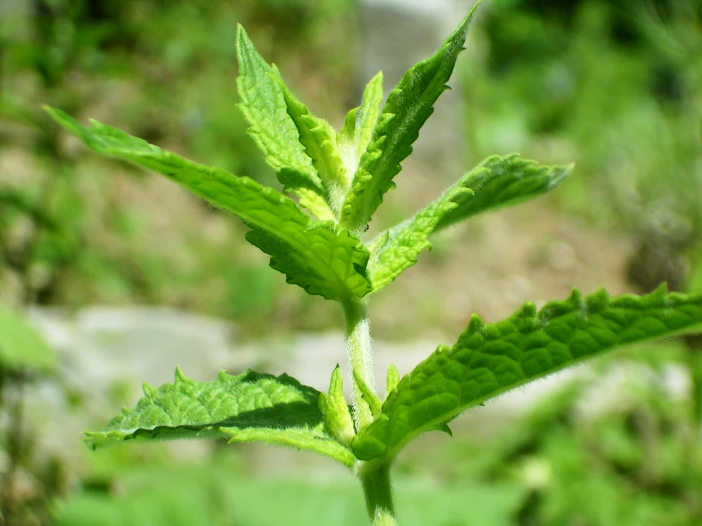 Spearmint Oil - Image 7