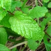 Spearmint Oil - Image 3
