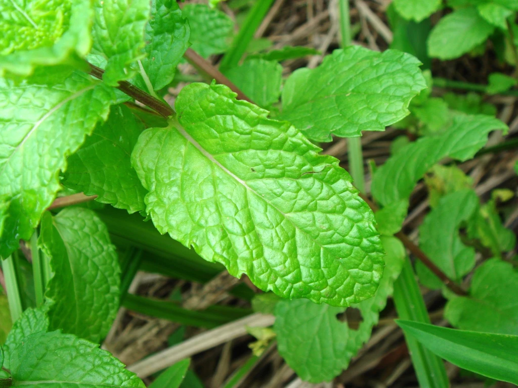 Spearmint Oil - Image 3