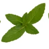 Spearmint Oil - Image 16