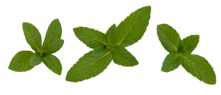Spearmint Oil - Image 16
