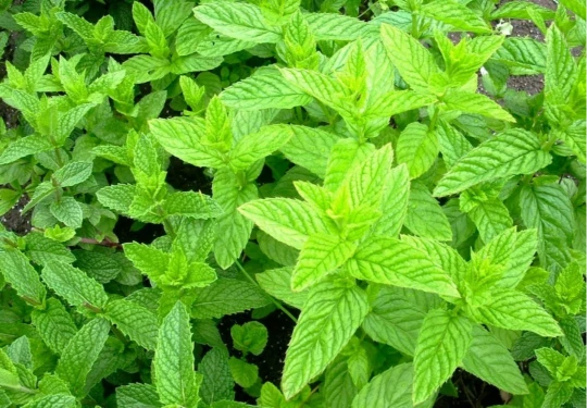 Spearmint Oil - Image 14