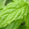 Spearmint Oil - Image 13