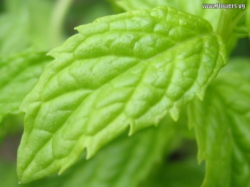 Spearmint Oil - Image 13