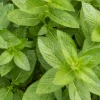 Spearmint Oil - Image 12