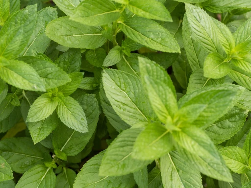 Spearmint Oil - Image 12