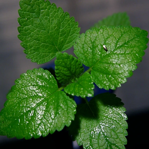 Spearmint Oil