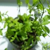 Spearmint Oil - Image 11