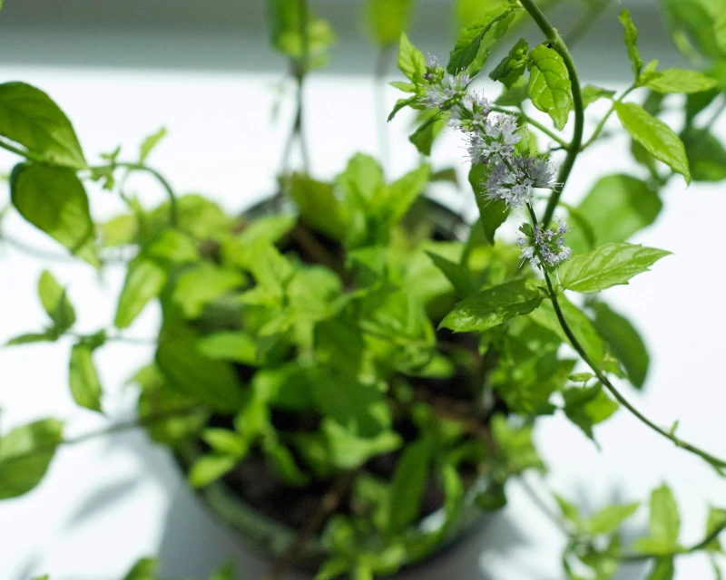 Spearmint Oil - Image 11