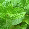 Spearmint Oil - Image 6
