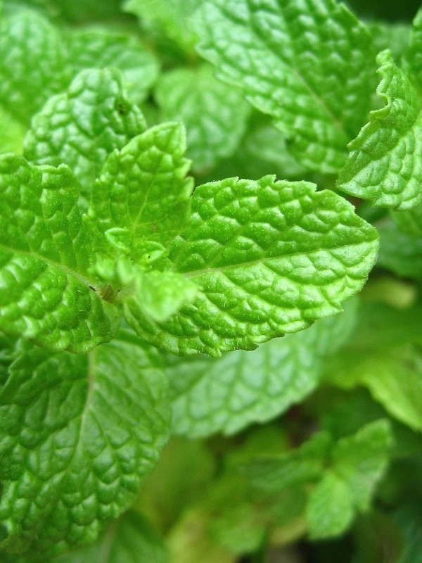 Spearmint Oil - Image 6
