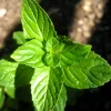 Spearmint Oil - Image 5