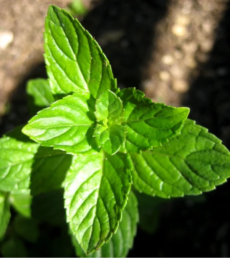 Spearmint Oil - Image 5