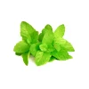 Spearmint Oil - Image 4