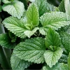 Spearmint Oil - Image 2