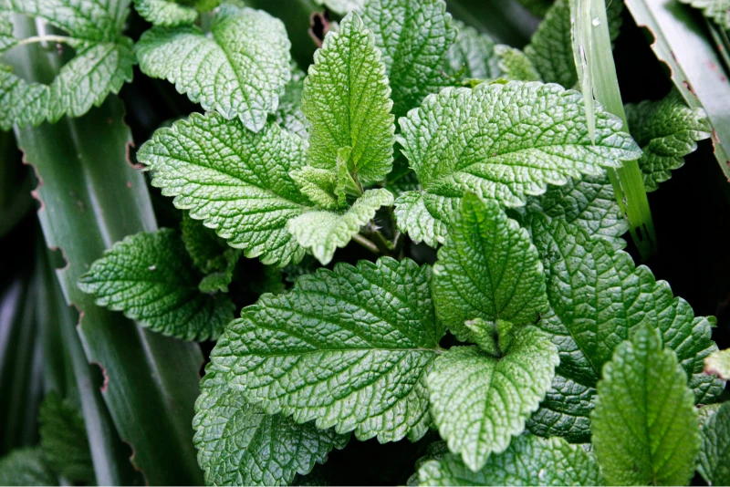 Spearmint Oil - Image 2