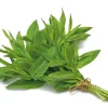 Spearmint Oil - Image 17