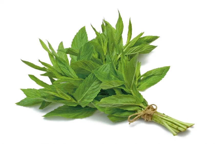 Spearmint Oil - Image 17