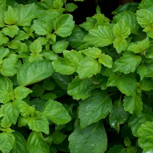 Patchouli Oil